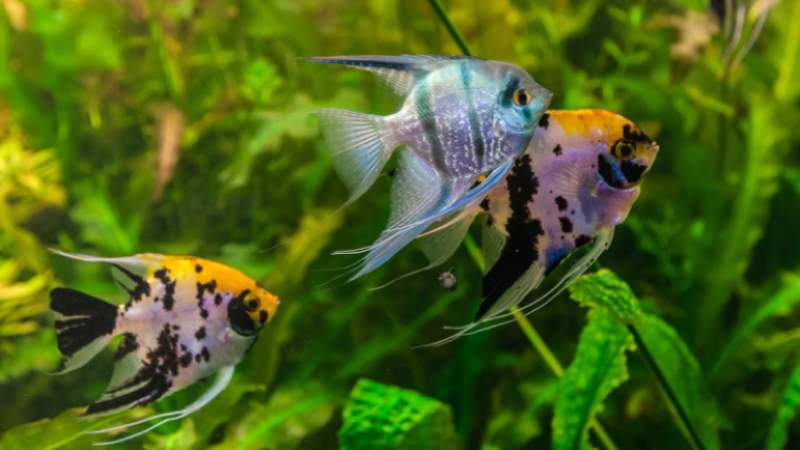 How to Breed Angelfish